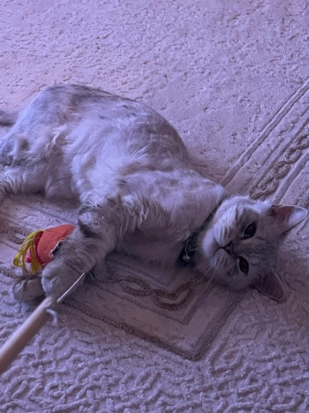 British Longhair, Kedi  Tosi fotoğrafı