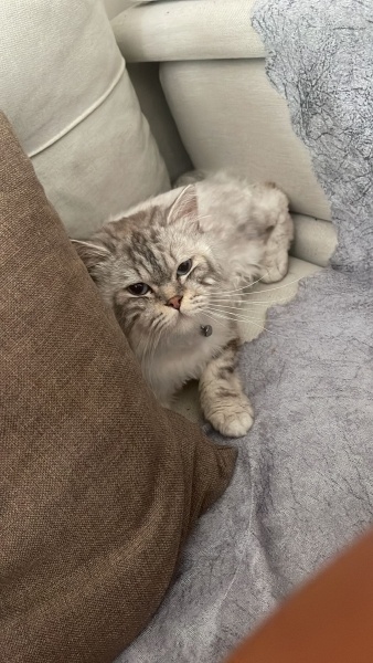 British Longhair, Kedi  Tosi fotoğrafı