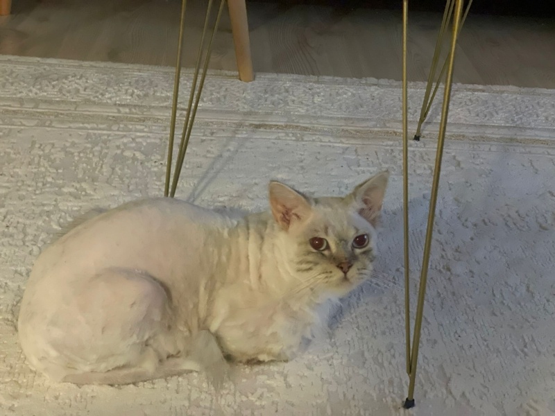 British Longhair, Kedi  Tosi fotoğrafı