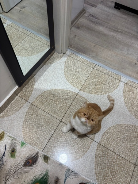 Exotic Shorthair, Kedi  Tarçın fotoğrafı
