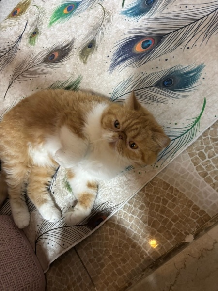 Exotic Shorthair, Kedi  Tarçın fotoğrafı