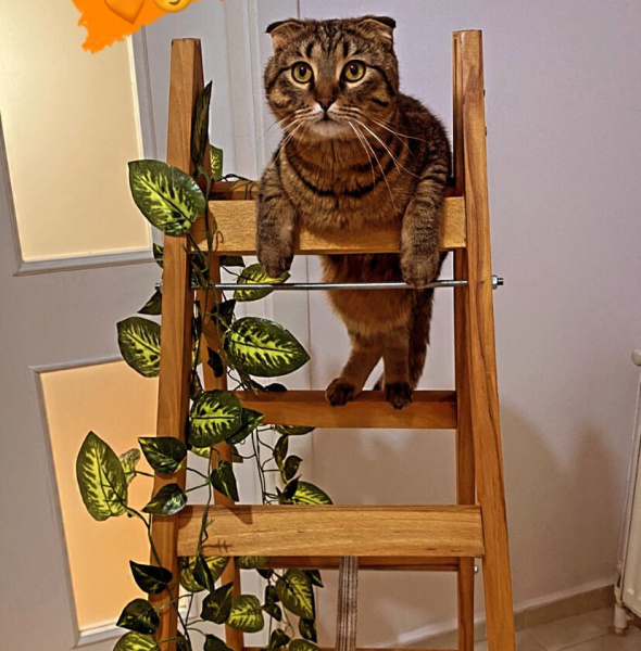 Scottish Fold, Kedi  Üzüm fotoğrafı
