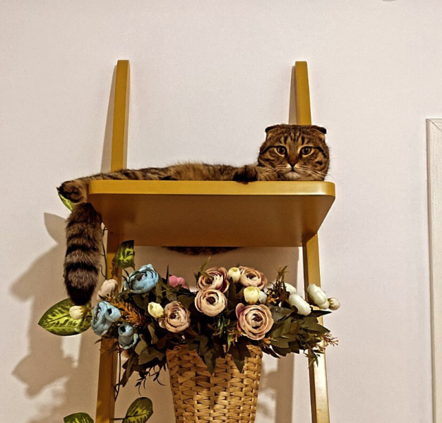 Scottish Fold, Kedi  Üzüm fotoğrafı