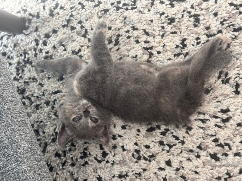 British Shorthair, Kedi  Mia fotoğrafı