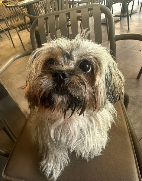 Shih Tzu, Köpek  Puki fotoğrafı