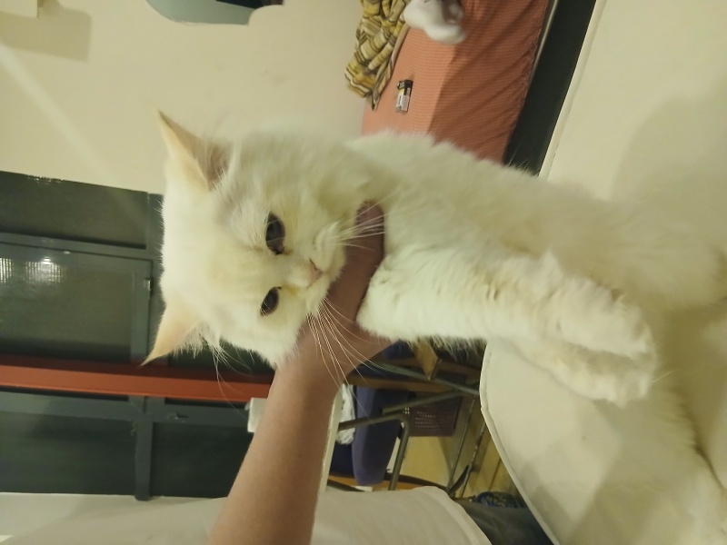 British Longhair, Kedi  Cesur fotoğrafı