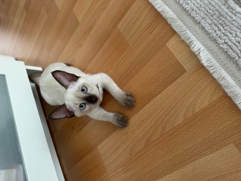 Siyam Kedisi, Kedi  Miya fotoğrafı