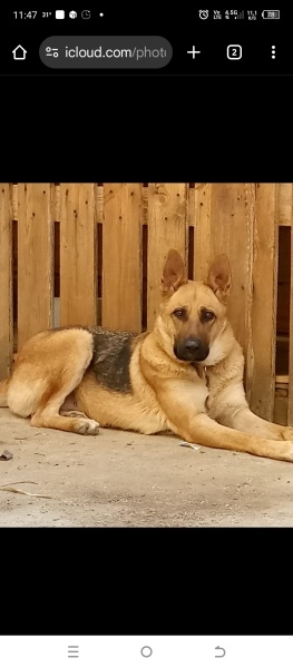 Alman Çoban Köpeği, Köpek  Fatmagül fotoğrafı