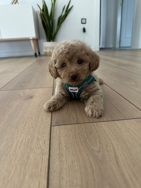 Poodle (Minyatür Kaniş), Köpek  Gofret fotoğrafı