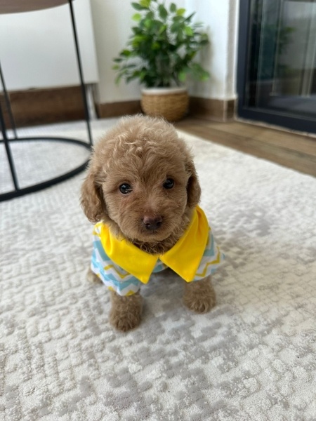 Poodle (Minyatür Kaniş), Köpek  Gofret fotoğrafı