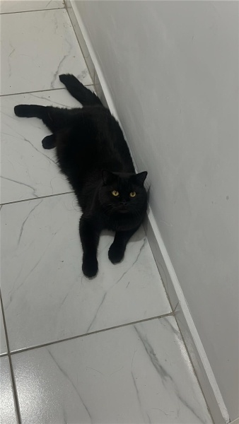 British Shorthair, Kedi  Leo fotoğrafı