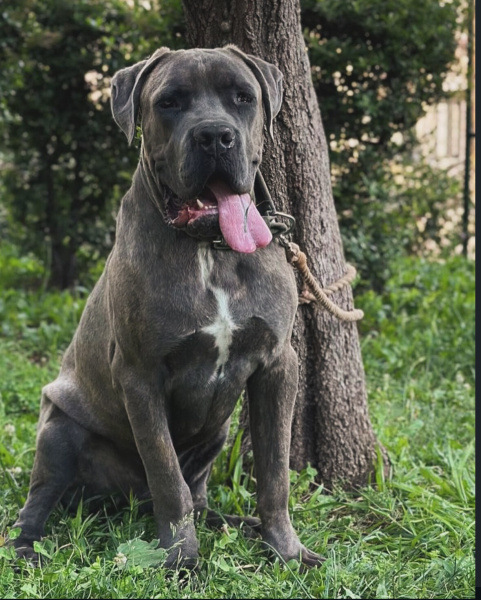 Cane Corso Italiano, Köpek  KRAL fotoğrafı