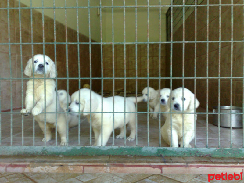 Golden Retriever, Köpek  golden fotoğrafı