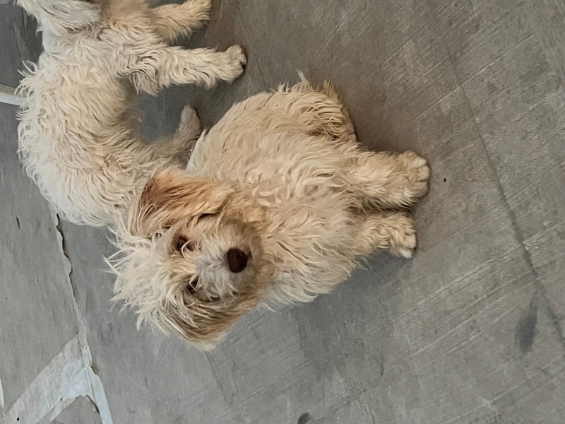 Maltese, Köpek  Tarçın fotoğrafı