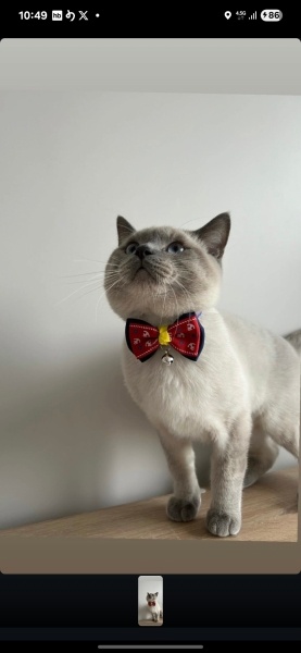 British Shorthair, Kedi  Rıfkı fotoğrafı