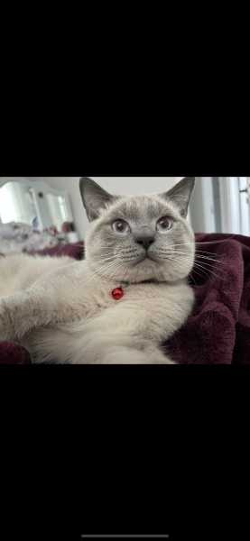 British Shorthair, Kedi  Rıfkı fotoğrafı