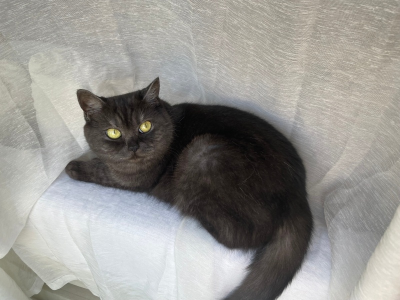British Shorthair, Kedi  Leia fotoğrafı