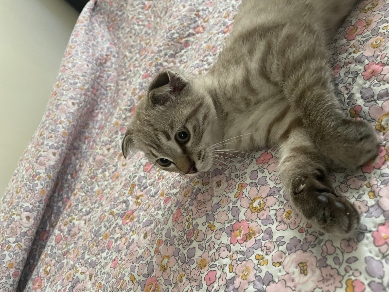Tekir Kedi, Kedi  Poni fotoğrafı