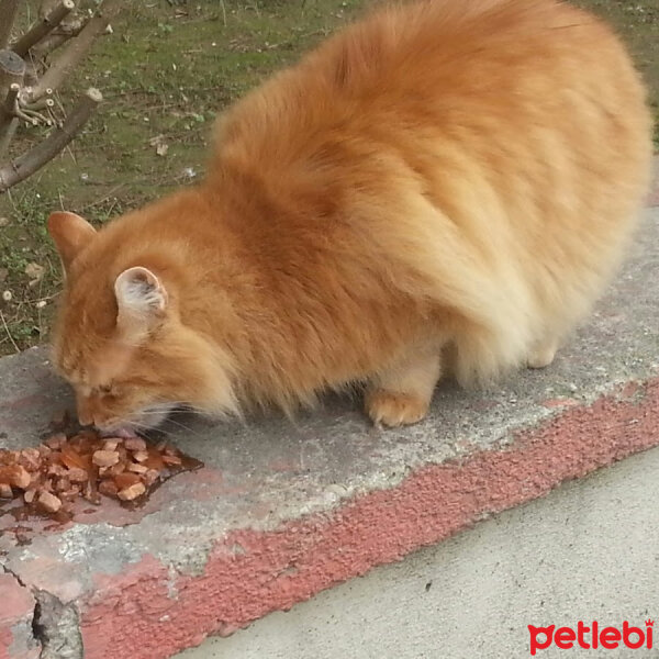 İran Kedisi (Persian), Kedi  azman fotoğrafı