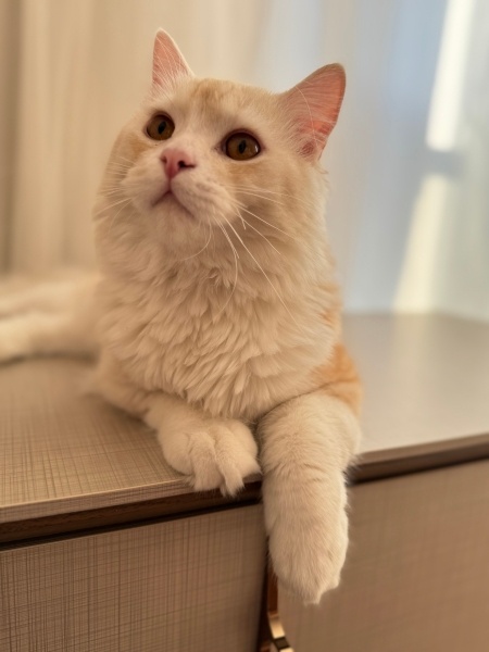 İran Kedisi (Persian), Kedi  Sütlaç fotoğrafı