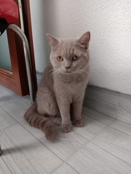 British Shorthair, Kedi  Hera naz fotoğrafı