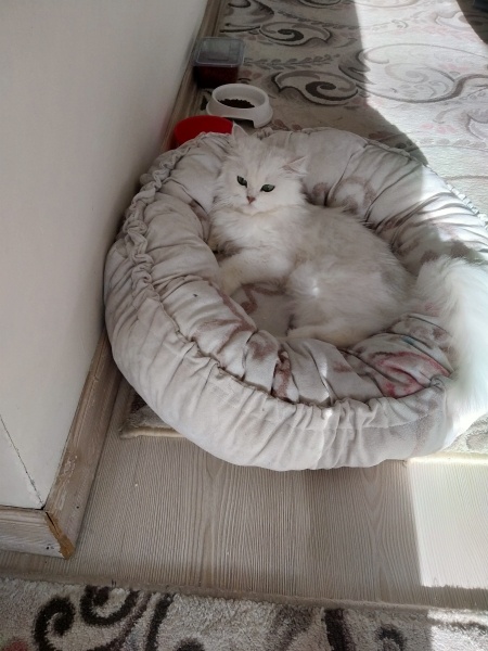 İran Kedisi (Persian), Kedi  Mila fotoğrafı
