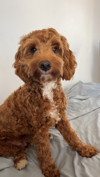 Poodle(Standart Kaniş), Köpek  kuki fotoğrafı