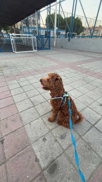 Poodle(Standart Kaniş), Köpek  kuki fotoğrafı