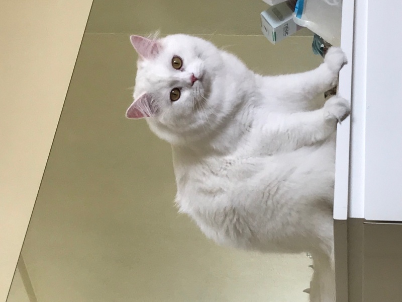 British Longhair, Kedi  ARES fotoğrafı