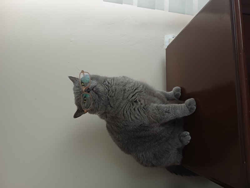 British Shorthair, Kedi  Pufi fotoğrafı