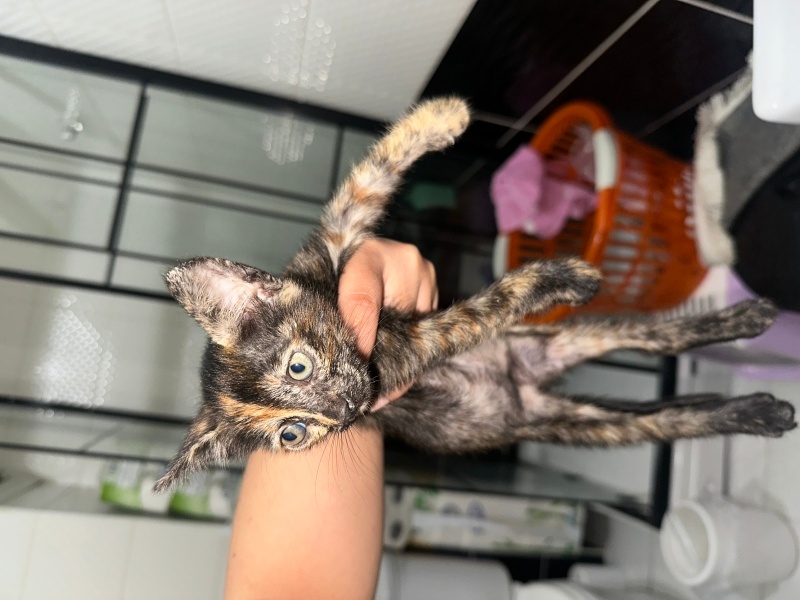 Tekir Kedi, Kedi  Moka fotoğrafı