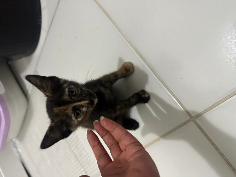 Tekir Kedi, Kedi  Moka fotoğrafı