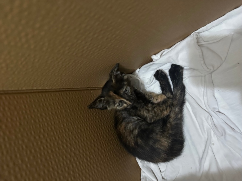 Tekir Kedi, Kedi  Moka fotoğrafı