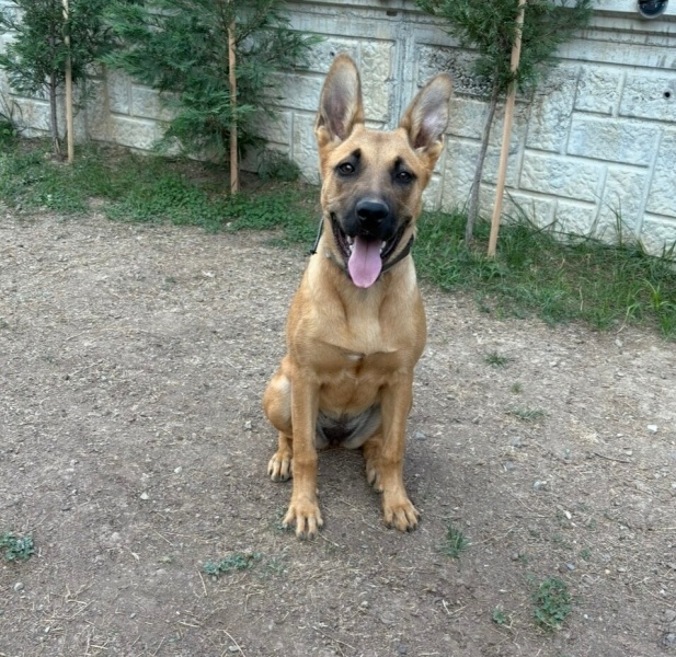 Belçika Malinois, Köpek  Hera fotoğrafı