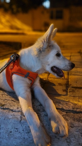 Alman Çoban Köpeği, Köpek  Pamuk fotoğrafı