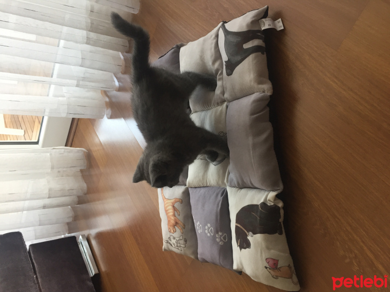 British Shorthair, Kedi  smoky fotoğrafı