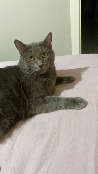 Mavi Rus, Kedi  Cookie fotoğrafı