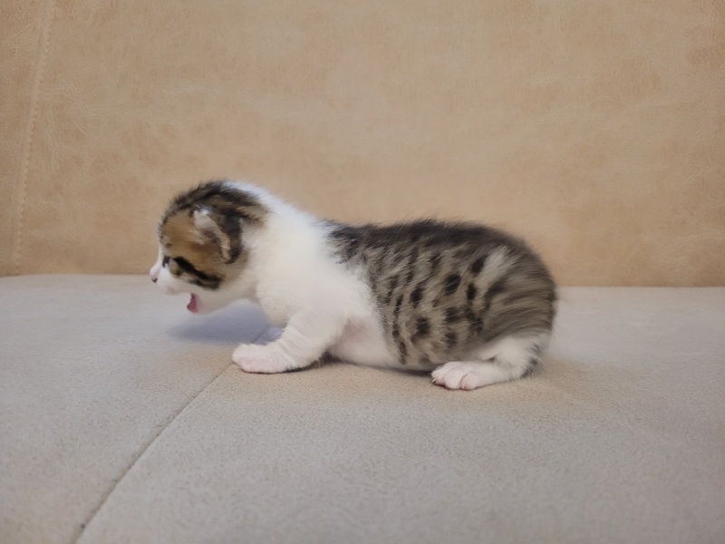 Tekir Kedi, Kedi  Kilbırt fotoğrafı