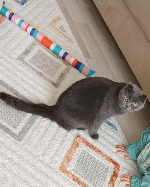 British Shorthair, Kedi  Lori fotoğrafı