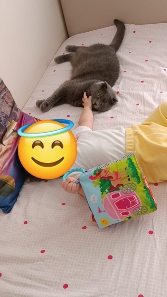 British Shorthair, Kedi  Lori fotoğrafı
