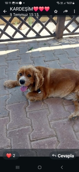 Amerikan Cocker Spaniel, Köpek  Lessi fotoğrafı