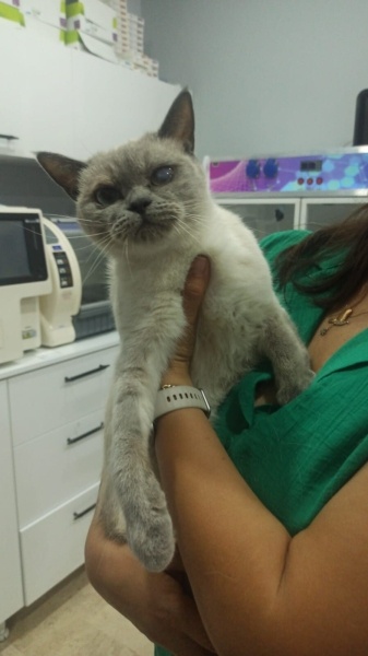British Shorthair, Kedi  Şanslı fotoğrafı