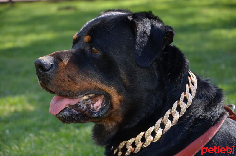 Rottweiler, Köpek  Gölge  fotoğrafı