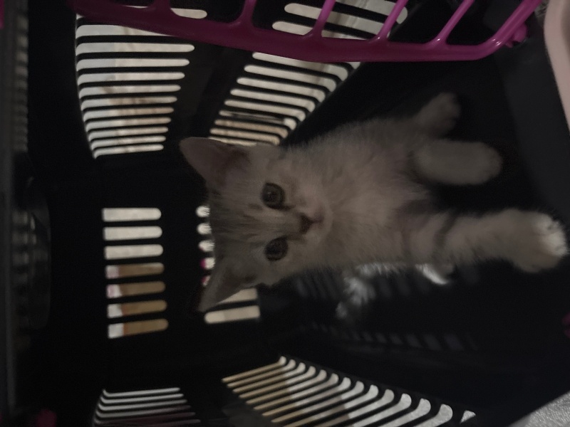 British Shorthair, Kedi  British Shorthair fotoğrafı