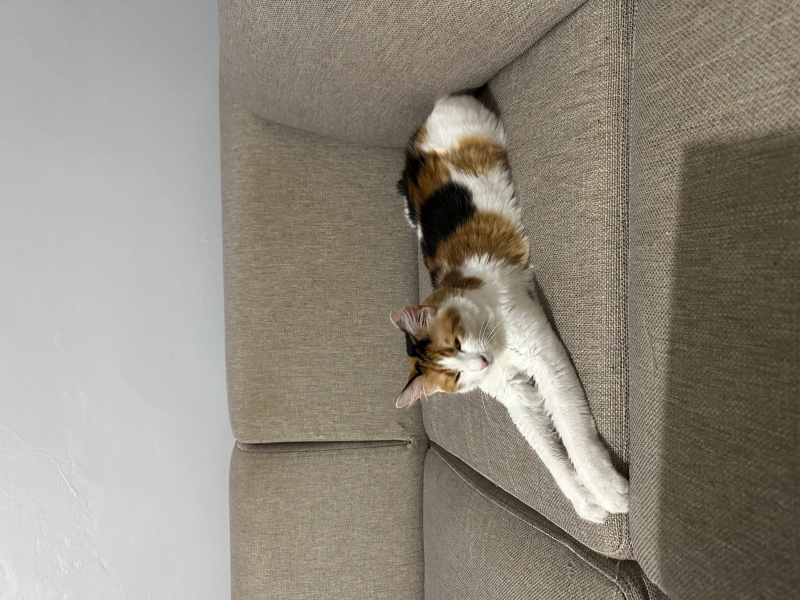 Maine Coon, Kedi  Nova fotoğrafı