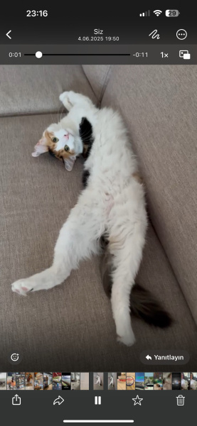 Maine Coon, Kedi  Nova fotoğrafı