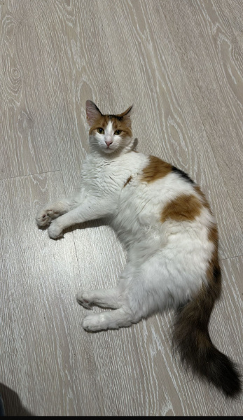 Maine Coon, Kedi  Nova fotoğrafı