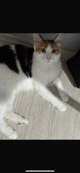 Maine Coon, Kedi  Nova fotoğrafı