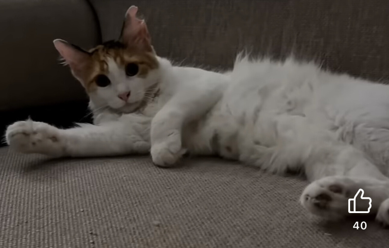 Maine Coon, Kedi  Nova fotoğrafı