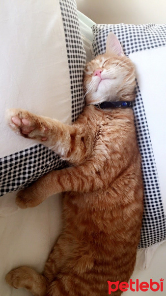 Tekir Kedi, Kedi  Ökkeş fotoğrafı